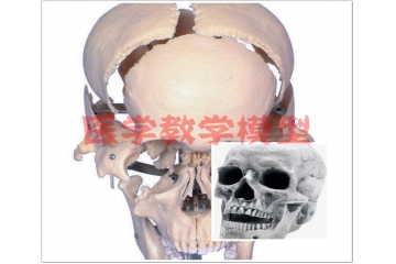 醫(yī)學教學模型行業(yè)前景與國內(nèi)外參與者分析（附報告目錄）